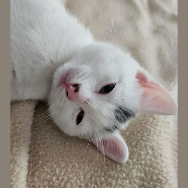 Photo of Daisy 