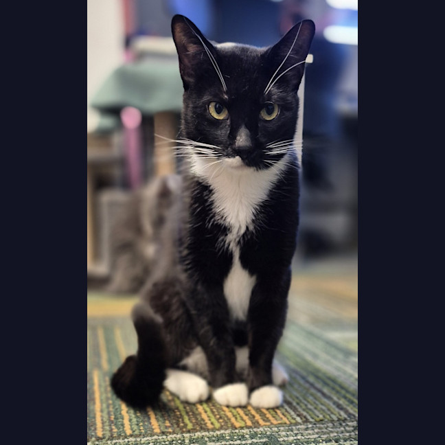 Photo of Indy
