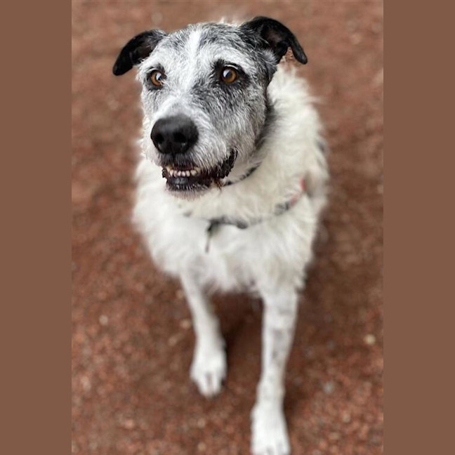 Photo of Ollie