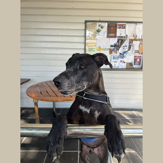 Photo of Shadow