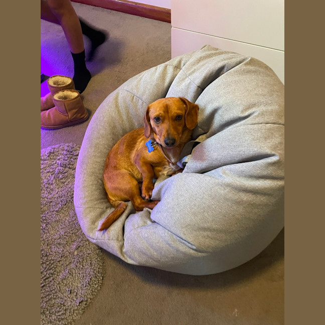 Photo of Riley