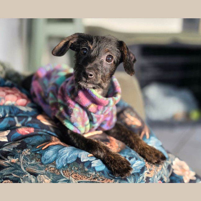 Photo of Betsy 