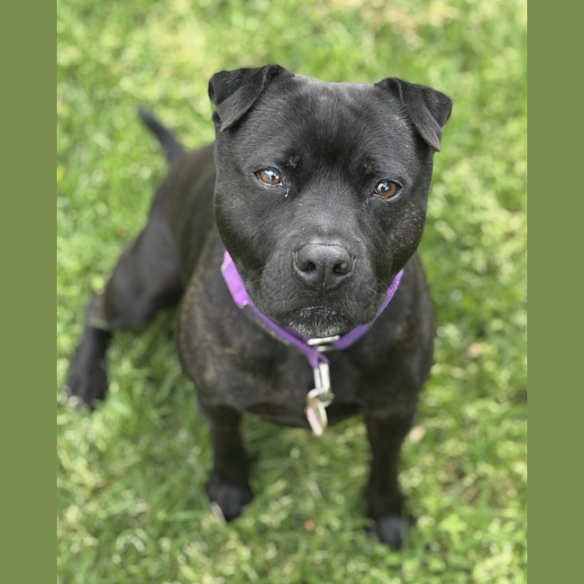 Photo of Sadie