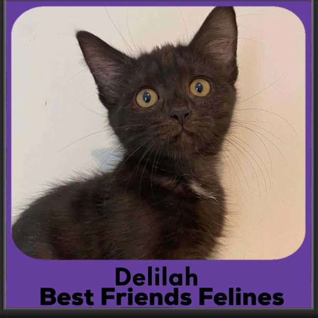Photo of Delilah 