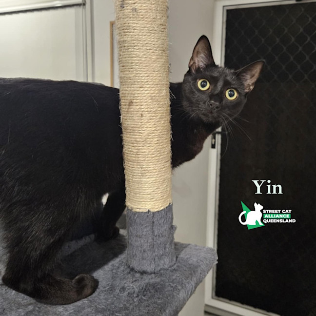 Photo of Yin