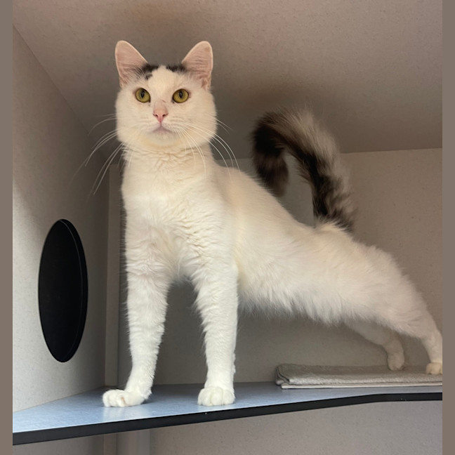 Photo of Casper 