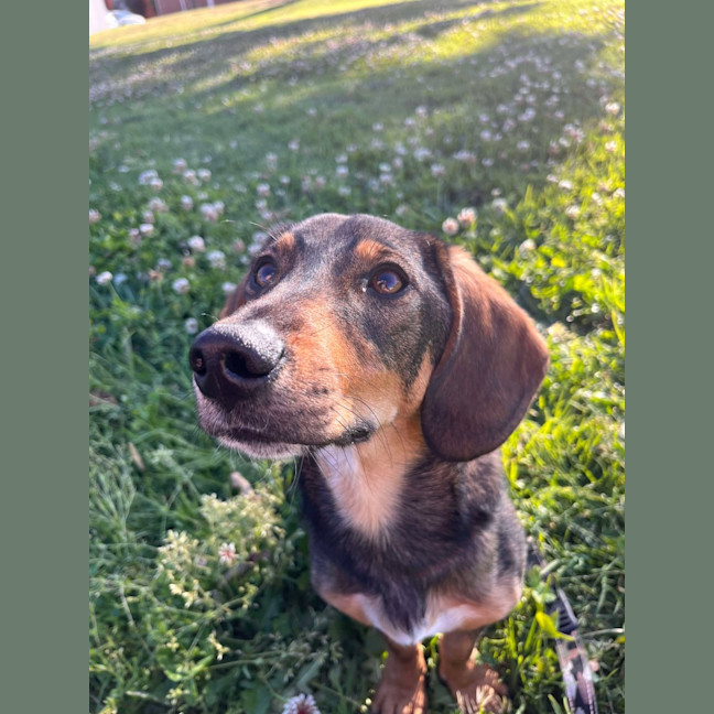 Photo of Marshal