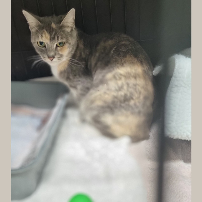 Photo of Cleopatra