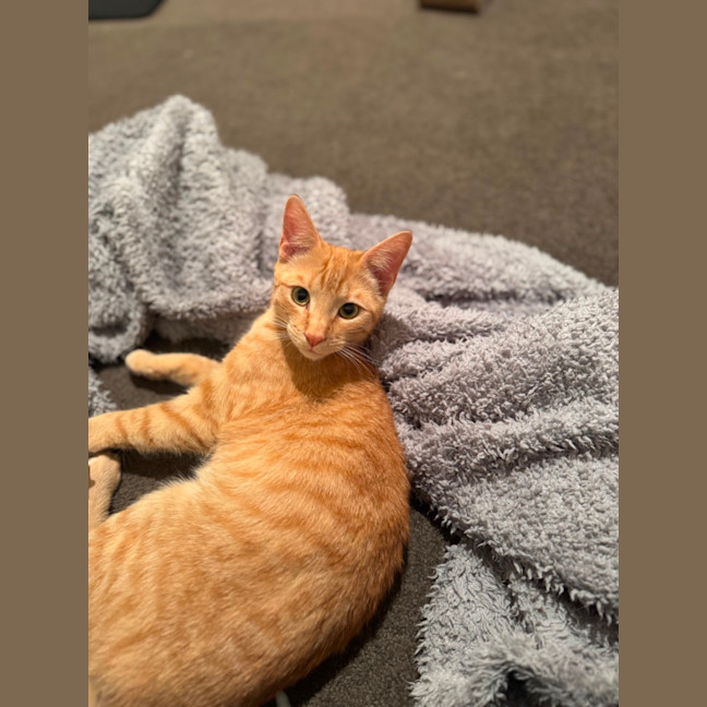 Photo of Cedar And Cypress