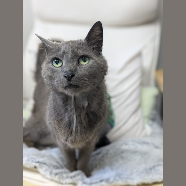 Photo of 🌼 Esmerelda 5696 🌼