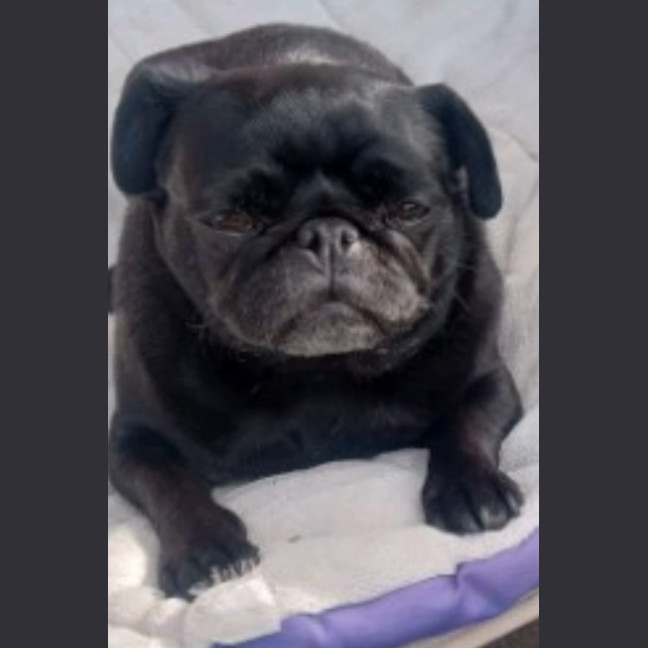 Photo of Mavis