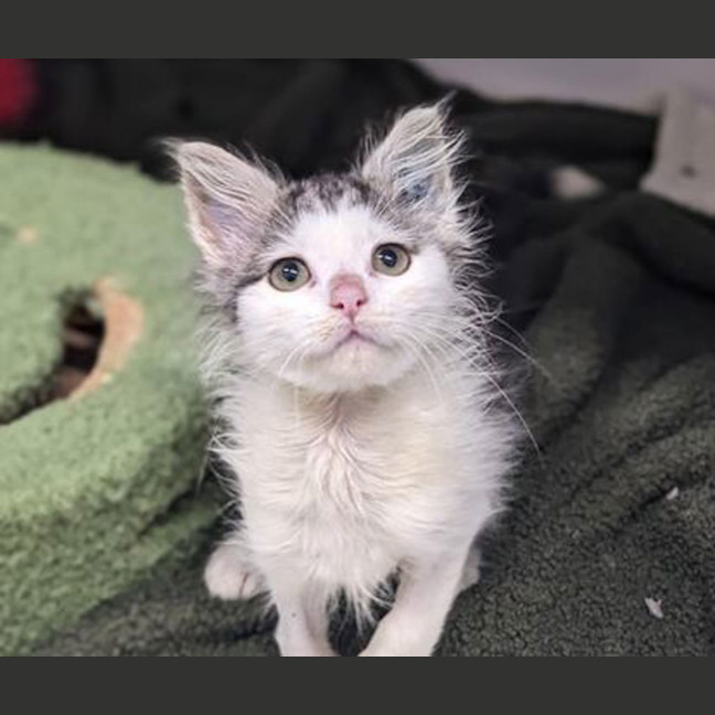 Photo of Dumpling