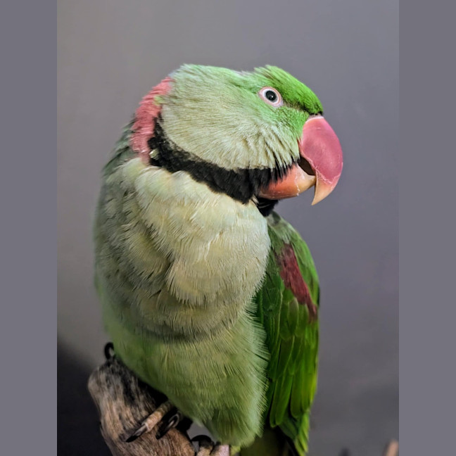 Photo of Elmo