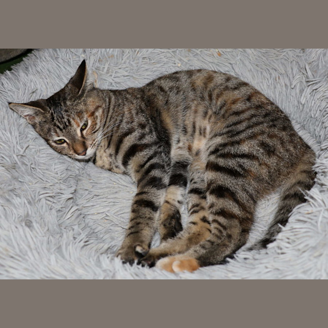 Photo of June Bug   Available At Pet Quarters Belmont