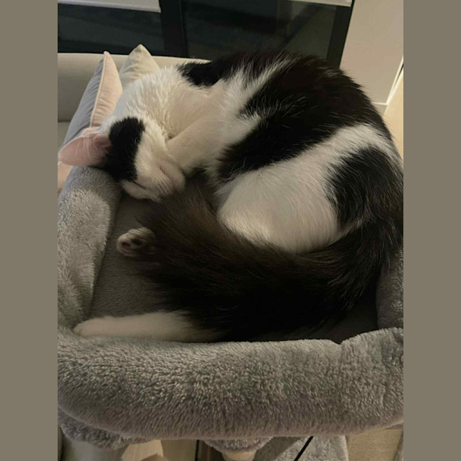 Photo of Mittens *9 Lives Project Rescue*