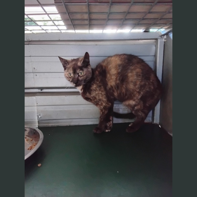Photo of Bandit