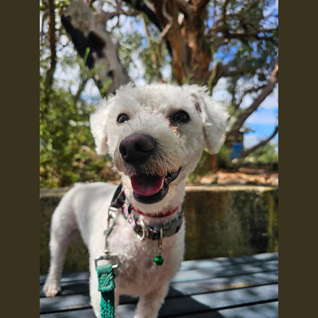 Photo of Fern