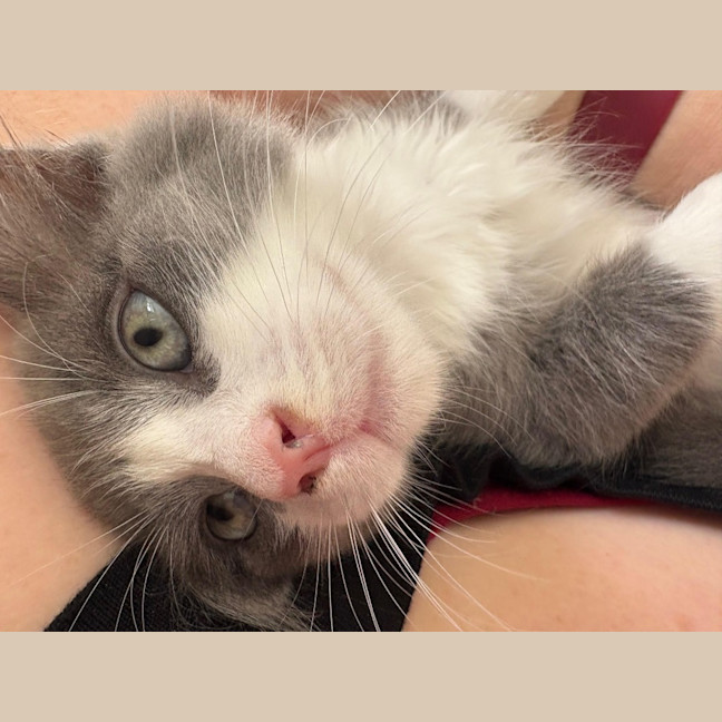 Photo of Hugo