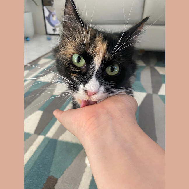 Photo of Petal