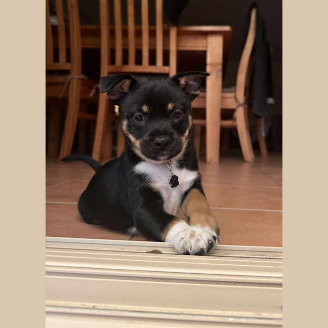 Photo of Alfie