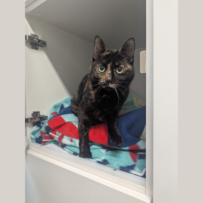 Photo of Anne Meowaway