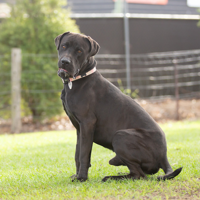 Photo of Jett