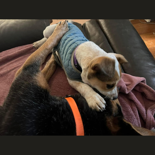 Photo of Banjo