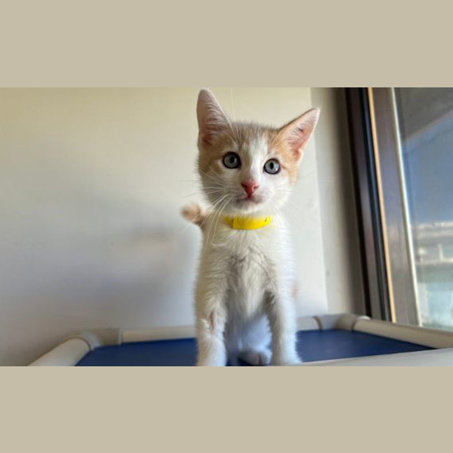 Photo of Babyccino
