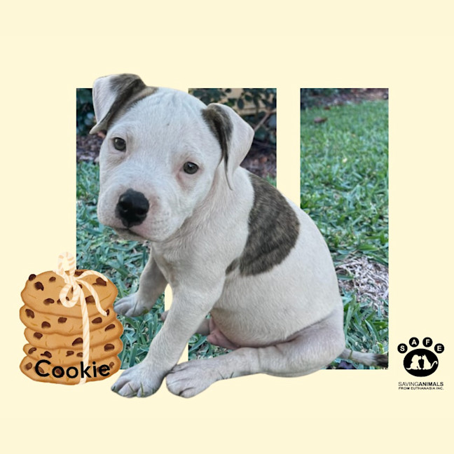 Photo of Cookie