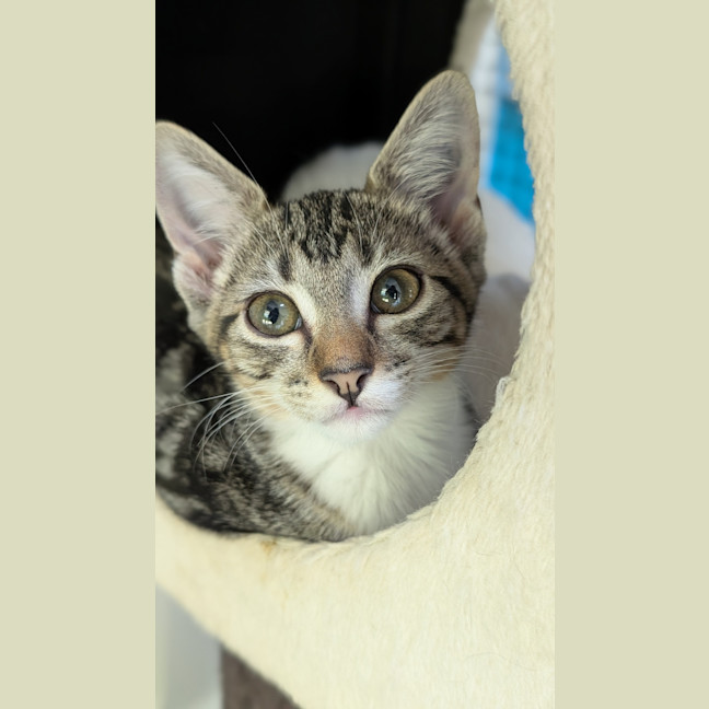 Photo of Leila (Ex Opalite)