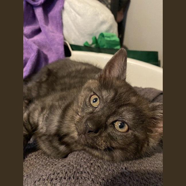 Photo of Tank