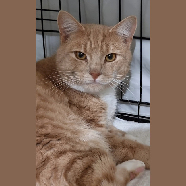 Photo of Cookie