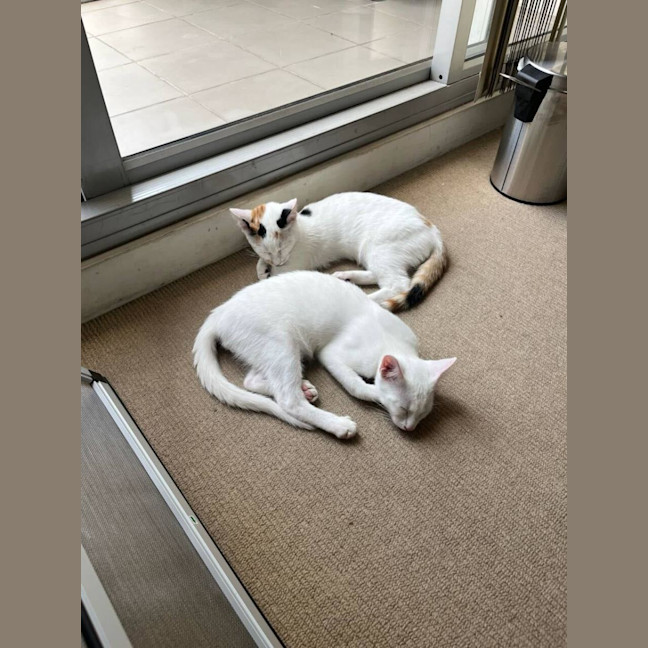 Photo of Stuart And Piper