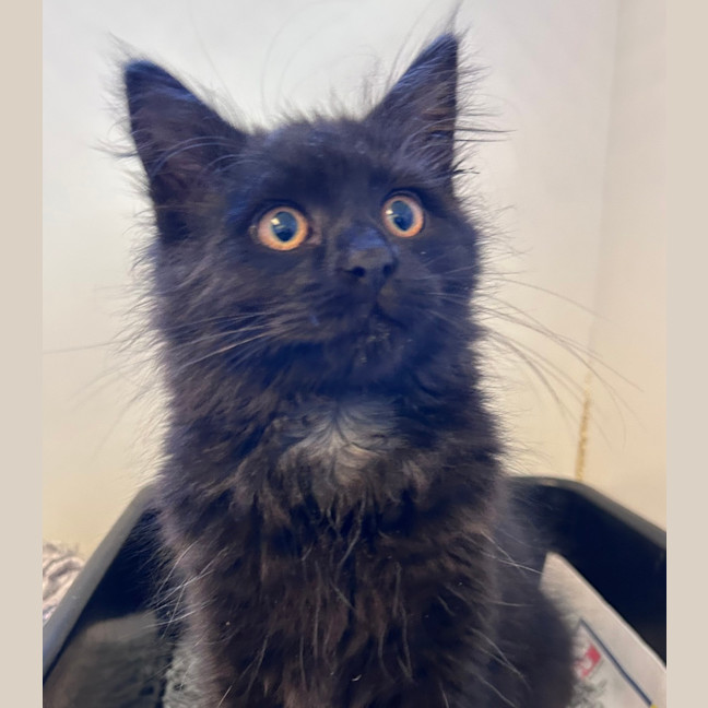 Photo of Ember