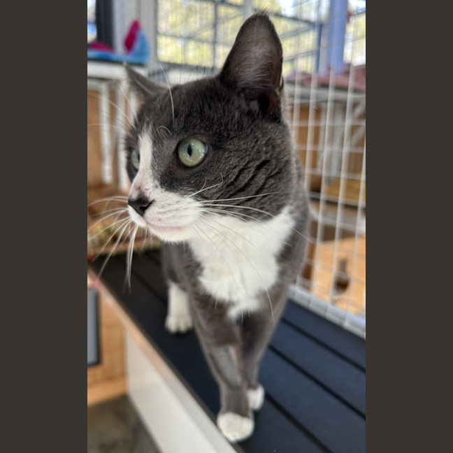 Photo of Comet