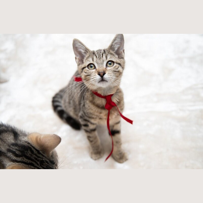 Photo of Almond