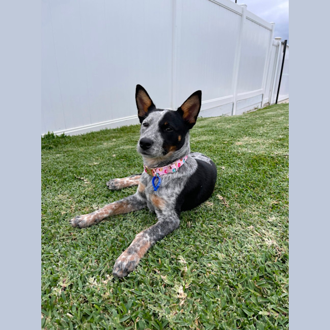 Photo of Zadie   8 Month Old Cattle Dog X (Trial)