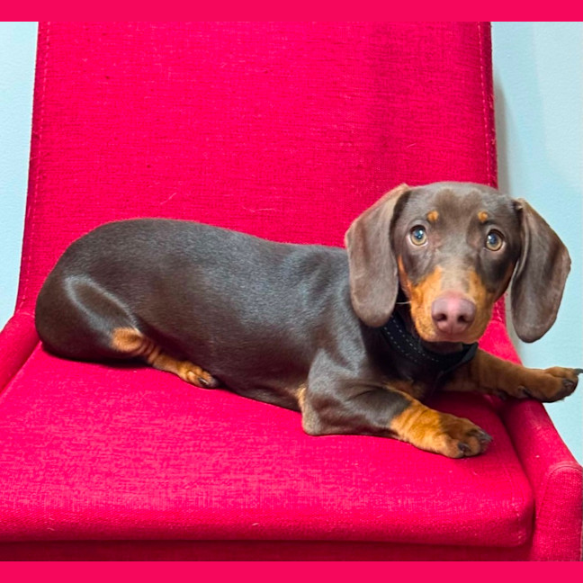 Photo of Buster
