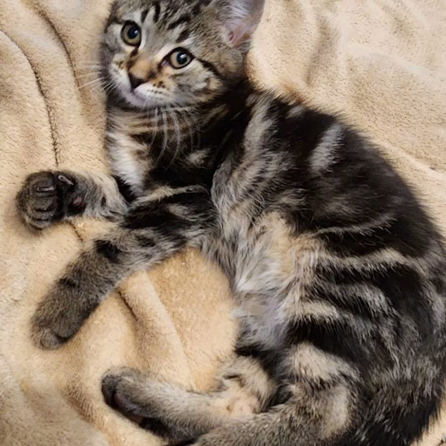 Photo of Enzo