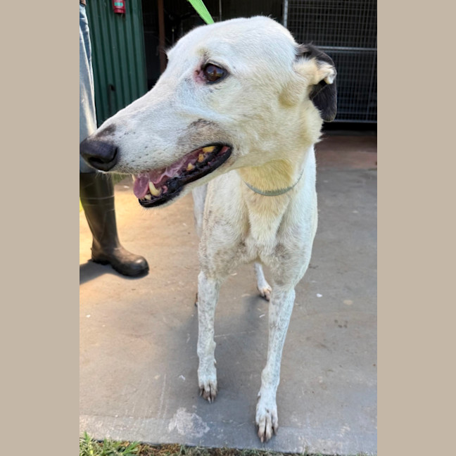 Photo of Spot