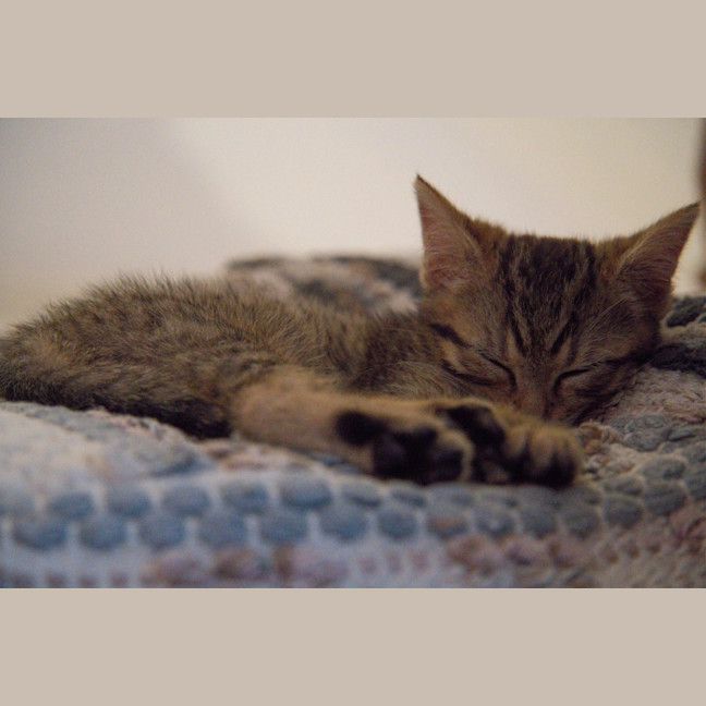 Photo of Merry & Pippin