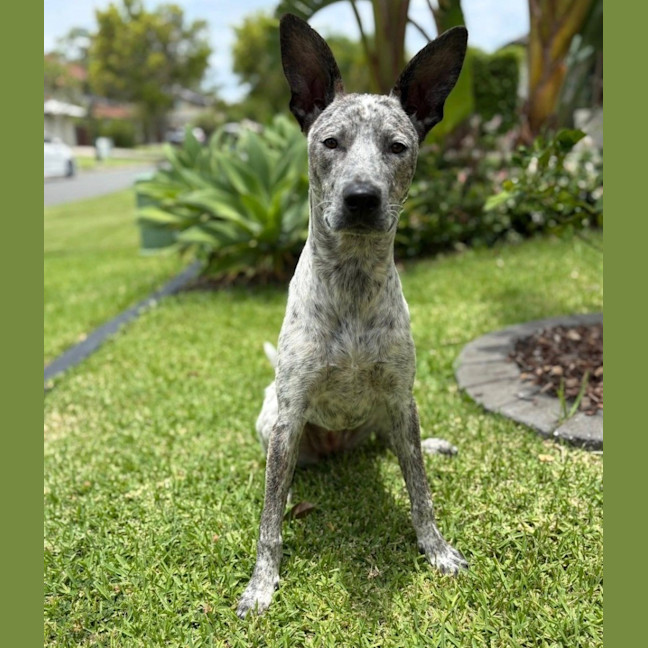 Photo of Trixie *$250 Adoption Fee*