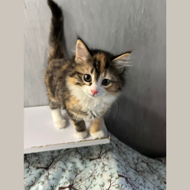 Photo of Diamondhead