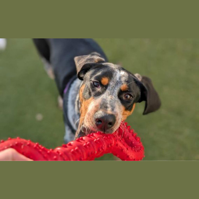 Photo of Banjo