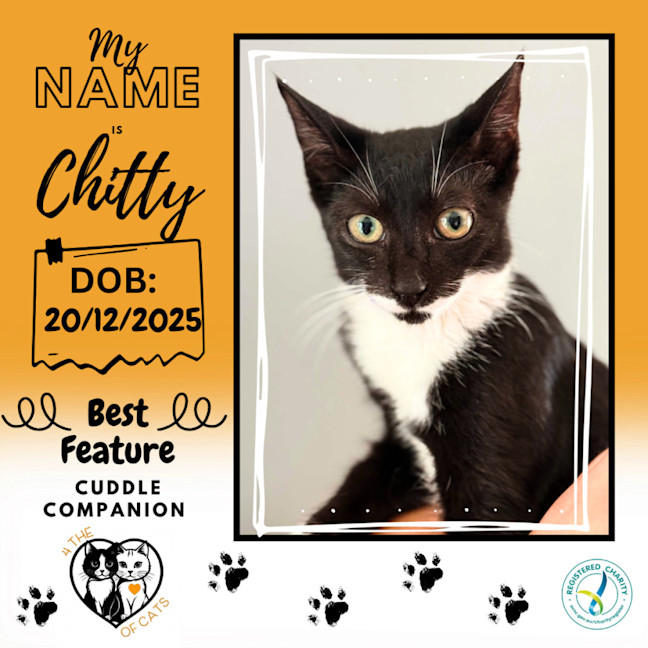 Photo of Chitty 