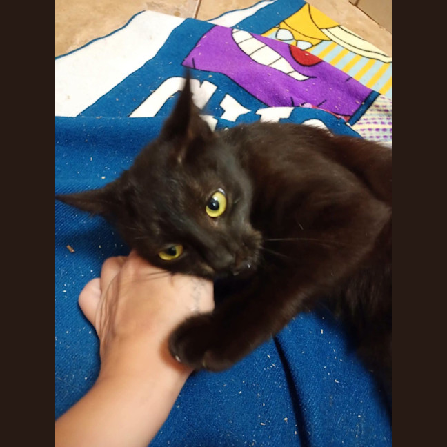 Photo of Dahlia