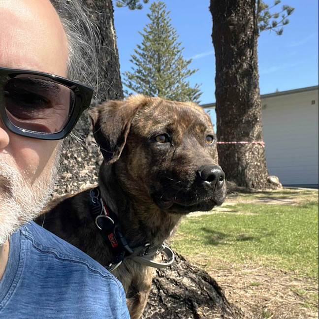 Photo of Maverick 🐴 1.5yo, Staffy X Rotti(on Trial 8/11/25