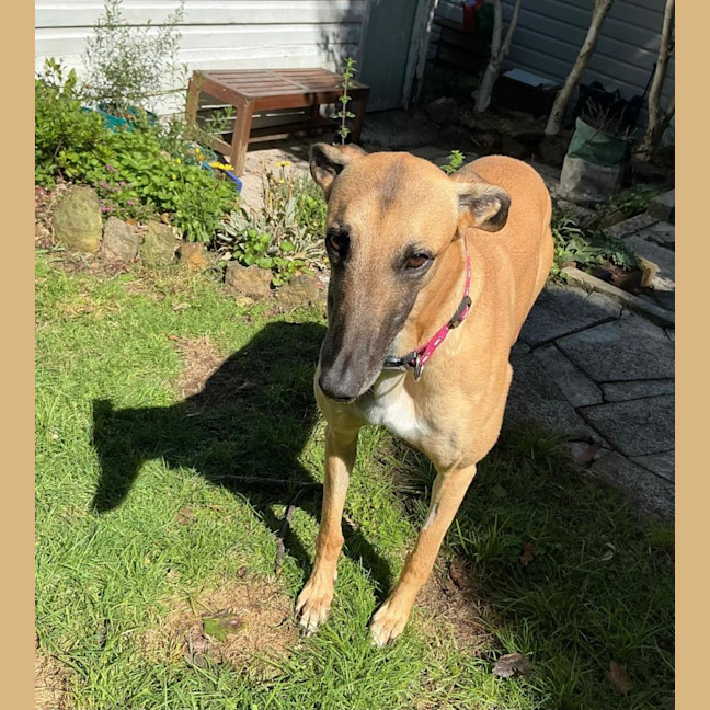Photo of Bella, The Greyhound