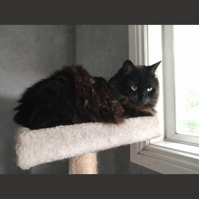 Photo of Little Toasty