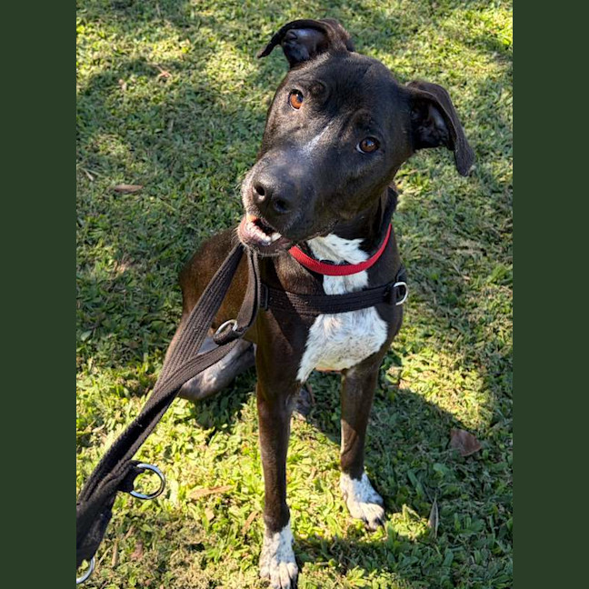Photo of Buddy